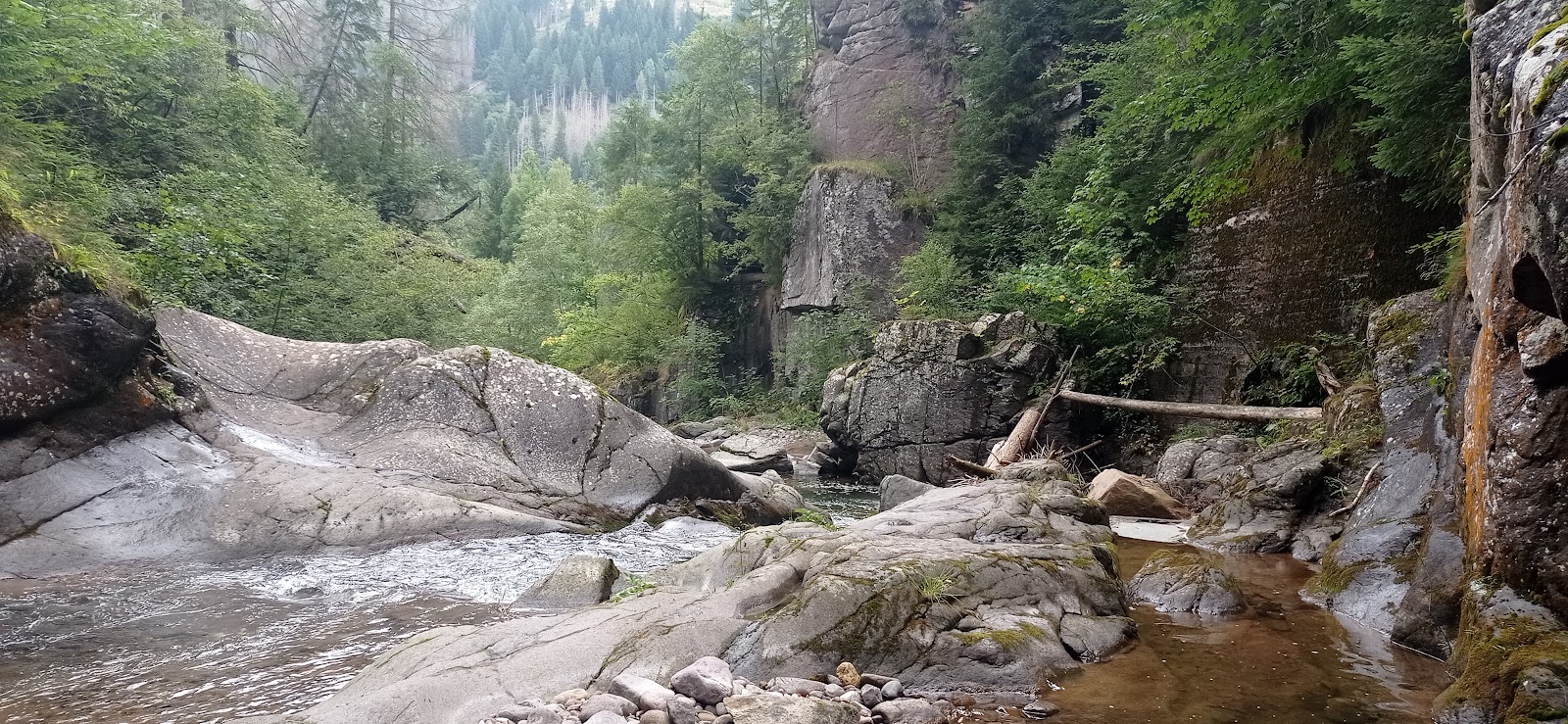 The Travignolo Stream in the Paneveggio Forest, habitat of the wild brown trout